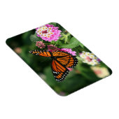 Monarch Butterfly auf Lantana-Blume.Magnet Magnet (Rechte Seite)