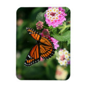 Monarch Butterfly auf Lantana-Blume.Magnet Magnet (Vertikal)