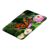 Monarch Butterfly auf Lantana-Blume.Magnet Magnet (Linke Seite)