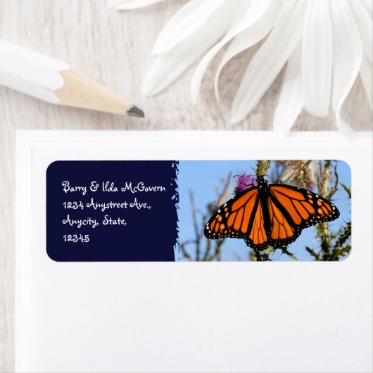 Monarch Butterfly auf Lila Dunkelblau (Insitu)