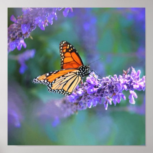 Monarch Butterfly auf Lila lila Blume Poster (Vorne)