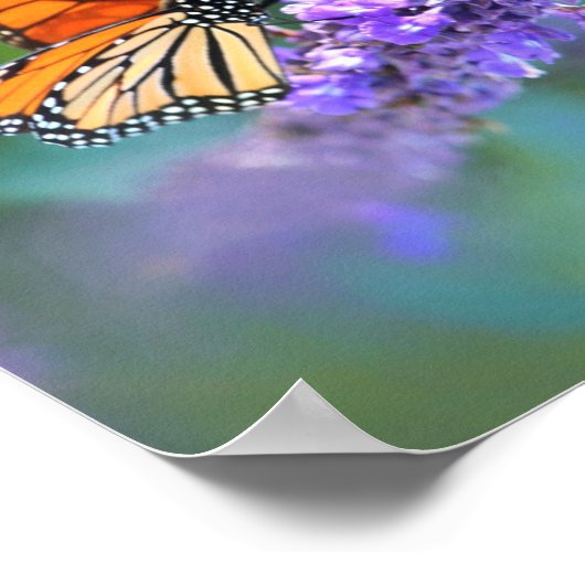 Monarch Butterfly auf Lila lila Blume Poster (Ecke)