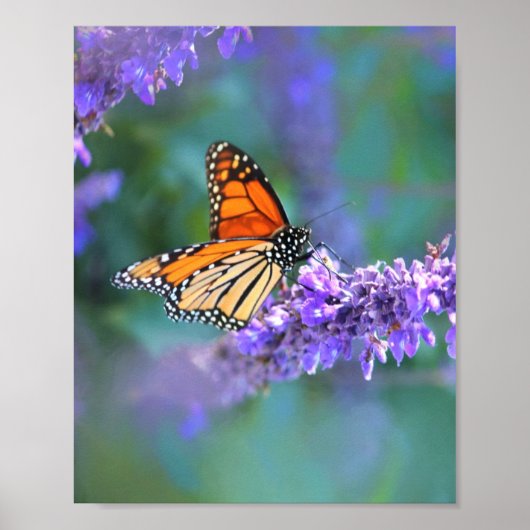 Monarch Butterfly auf Lila lila Blume Poster (Vorne)