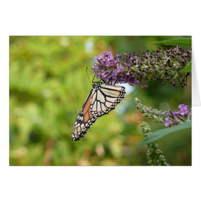 Monarch Butterfly auf Lila Schmetterling Bush (Vorderseite (Horizontal))