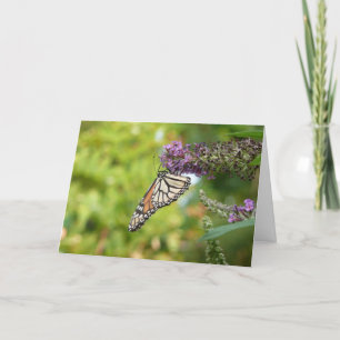 Monarch Butterfly auf Lila Schmetterling Bush