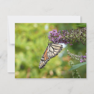 Monarch Butterfly auf Lila Schmetterling Bush