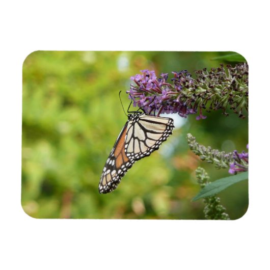 Monarch Butterfly auf Lila Schmetterling Bush Magnet (Horizontal)