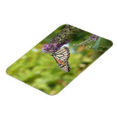 Monarch Butterfly auf Lila Schmetterling Bush Magnet (Linke Seite)