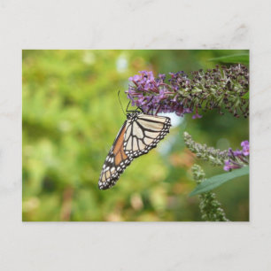 Monarch Butterfly auf Lila Schmetterling Bush Postkarte