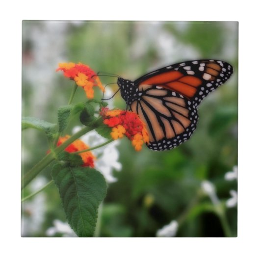Monarch Butterfly auf Orange und Red Lantana Fliese (Vorderseite)