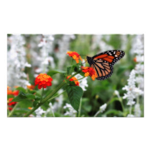 Monarch Butterfly auf Orange und Red Lantana Fotodruck