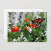 Monarch Butterfly auf Orange und Red Lantana Postkarte (Vorne/Hinten)