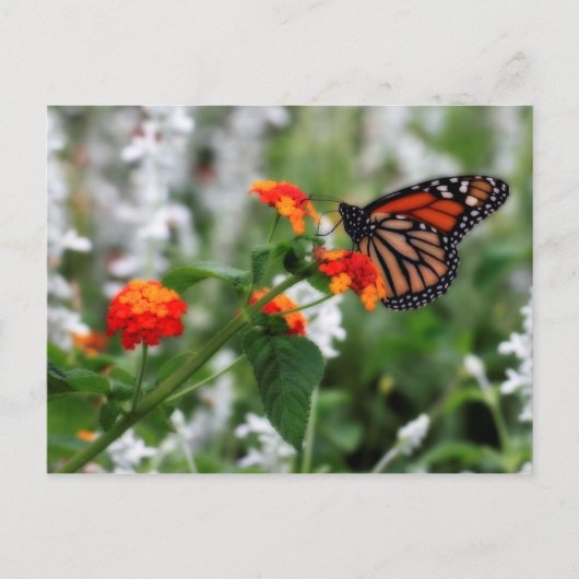 Monarch Butterfly auf Orange und Red Lantana Postkarte (Vorderseite)
