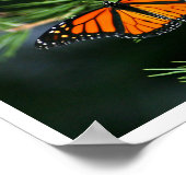 Monarch Butterfly auf Pinien Poster (Ecke)