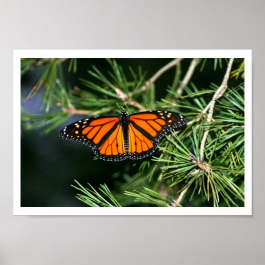 Monarch Butterfly auf Pinien Poster (Vorne)