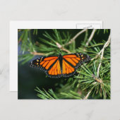 Monarch Butterfly auf Pinien Postkarte (Vorne/Hinten)