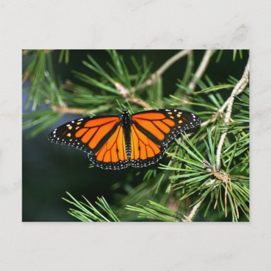 Monarch Butterfly auf Pinien Postkarte (Vorderseite)