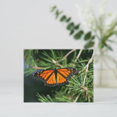 Monarch Butterfly auf Pinien Postkarte (Stehend Vorderseite)