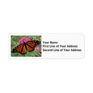 Monarch Butterfly auf rosa Blume
