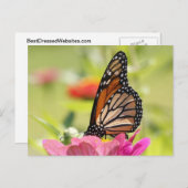 Monarch Butterfly auf rosa Blume Postkarte (Vorne/Hinten)