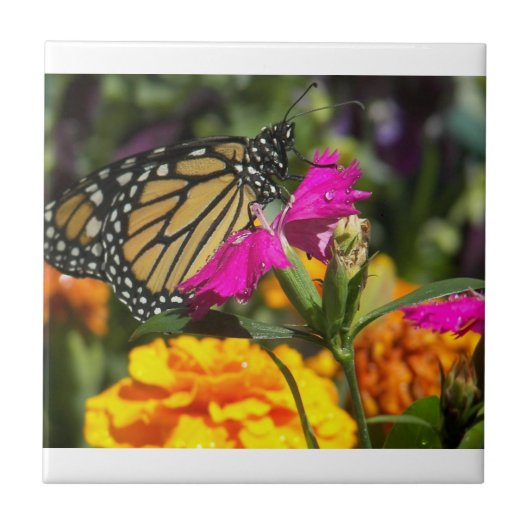 Monarch Butterfly auf rosa Marigold Fliese (Vorderseite)