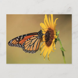 Monarch Butterfly auf Sonnenblume Postkarte