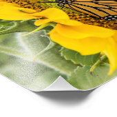 Monarch Butterfly auf Sonnenblumenfotografie druck (Ecke)