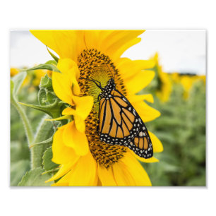 Monarch Butterfly auf Sonnenblumenfotografie druck