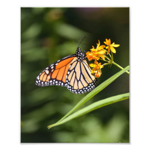 Monarch Butterfly auf tropischen Milkweed-Blume Fotodruck
