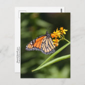Monarch Butterfly auf tropischen Milkweed-Blume Postkarte (Vorne/Hinten)