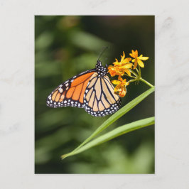 Monarch Butterfly auf tropischen Milkweed-Blume Postkarte