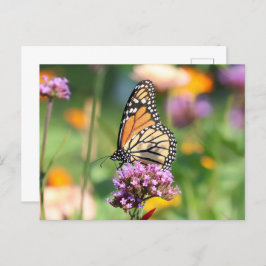 Monarch Butterfly auf Verbena Blank Postkarte