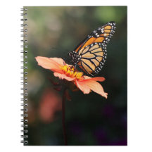 Monarch Butterfly auf Verbena & Dahlia