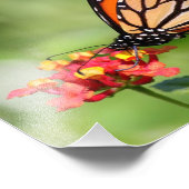 Monarch Butterfly auf zwei Lantana-Blume Fotodruck (Ecke)