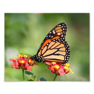 Monarch Butterfly auf zwei Lantana-Blume Fotodruck