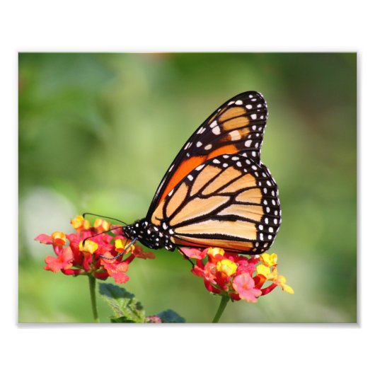 Monarch Butterfly auf zwei Lantana-Blume Fotodruck (Vorne)