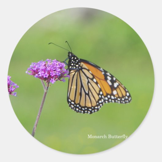 Monarch Butterfly-Aufkleber Runder Aufkleber (Vorderseite)