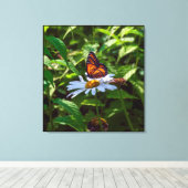 Monarch Butterfly Backlit auf der Daisy-Blume Leinwanddruck (Insitu (Holzboden))