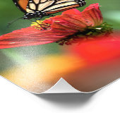Monarch Butterfly-Bestäubung Fotodruck (Ecke)
