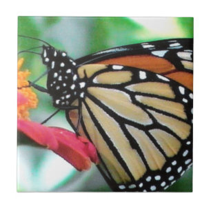 Monarch Butterfly-Bild Fliese