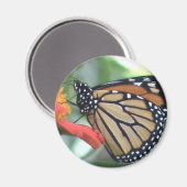Monarch Butterfly-Bild Magnet (Vorderseite/Rückseite)