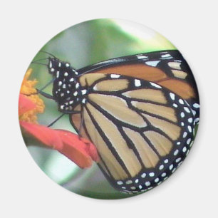 Monarch Butterfly-Bild Magnet