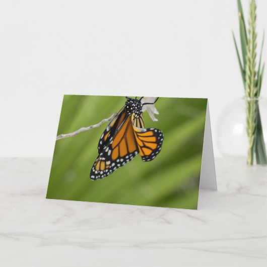 Monarch Butterfly Blank Grußkarte Karte (Vorderseite)