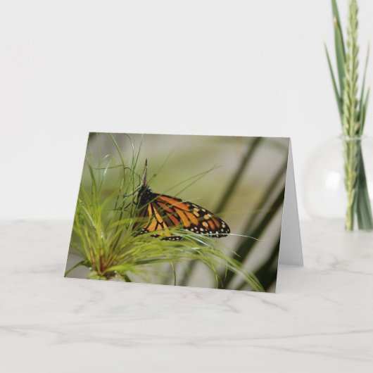 Monarch Butterfly-Blank-Karte Karte (Vorderseite)