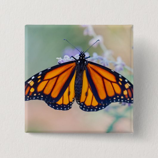 Monarch Butterfly Button (Vorderseite)