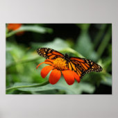 Monarch Butterfly Canvas Print Poster (Vorne)