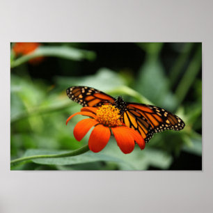 Monarch Butterfly Canvas Print Poster