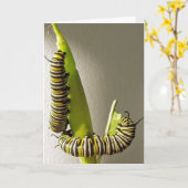Monarch butterfly caterpillars - Card Karte (Gelbe Blume)