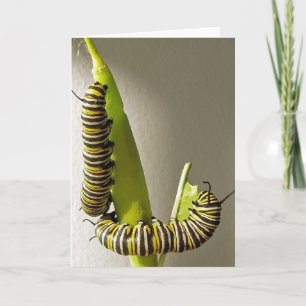 Monarch butterfly caterpillars - Card Karte
