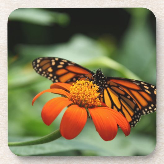 Monarch Butterfly Cork Untersetzer (Vorderseite)